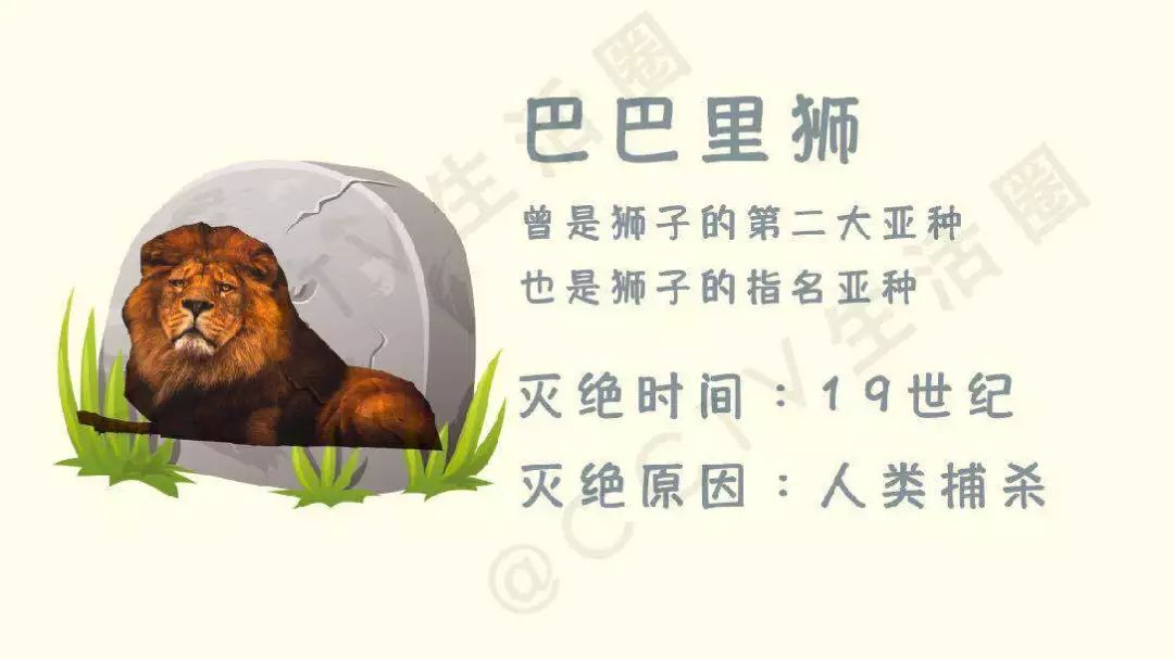 7777788888管家婆狗082期 16-25-29-32-45-47X：37,探索数字奥秘，7777788888管家婆狗在082期的数字解读